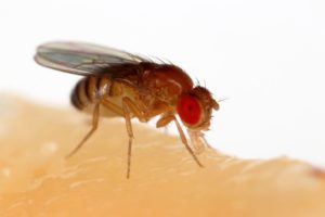 Biologists Have Demonstrated An Optical Stimulator Of The Heart On Flies